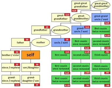 Kinship chart