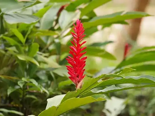 Alpinia purpurata (Red Ginger) in Malaysia
