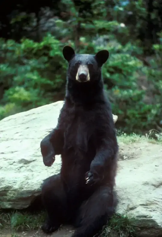 American_black_bear