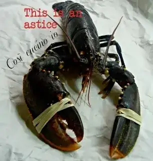 picture of crustacean labeled "this is an astice"