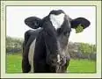 a cow with white forehead