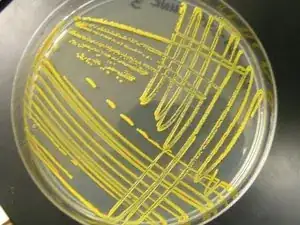 Mikrobiologischer Ausstrich