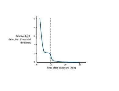 Dark adaptation. During the first 10 minutes (i.e. to the left of the dotted line), sensitivity recovery is done by the cones. After the first 10 minutes (i.e. to the right of the dotted line), rods outperform the cones. Full sensitivity is recovered after approximately 30 minutes.