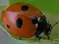 4. Adult Ladybug This last stage in the metamorphosis takes a few days.