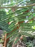 Acacia seyal, showing bipinnate leaves