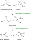 Acetylcholine metabolisme