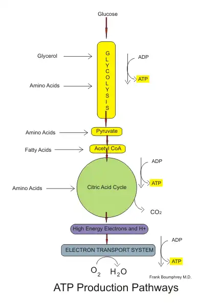 Aerobic pathways of Glucose metabolism