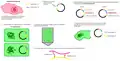 Overall view on how to make an insulin, enlarge to see in details