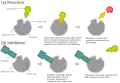 Another possible mechanism for allosteric competitive inhibition