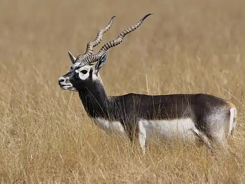Antelope