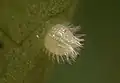 Butterfly Eggs are fixed to a leaf with a special glue which hardens rapidly. As it hardens it contracts, deforming the shape of the egg. This glue is easily seen surrounding the base of every egg. Eggs are usually laid on plants.