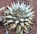 Ariocarpus retusus (Tribe Cacteae)