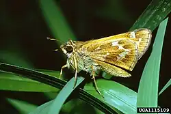 Atalopedes campestris (sachem)Adult male, ventral view of wings.