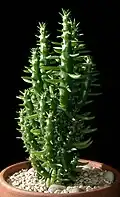 A. subulata (Tribe Austrocylindropuntieae)