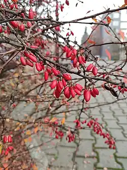 Barberries