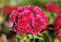 Carnation