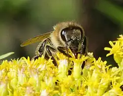 A honey bee on Calyx (botany)