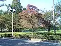 Tree shape, autumn