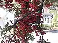 Pyracantha pomes