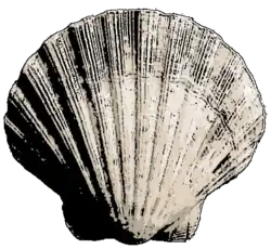Illustration of a literal sea shell.