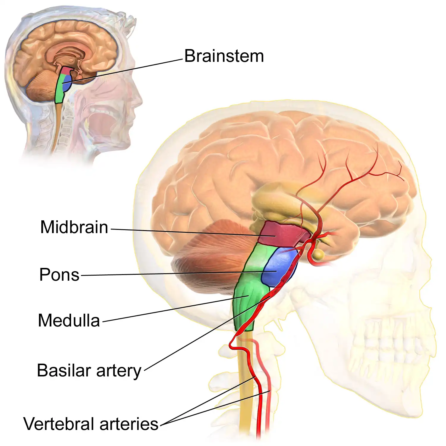 Blausen 0114 BrainstemAnatomy