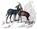 Bluebuck