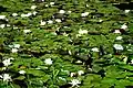 Lily pad