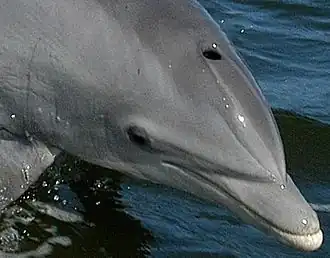 Bottlenose Dolphin