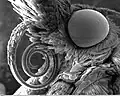 Head of Pyralid moth, showing tongue and compound eye