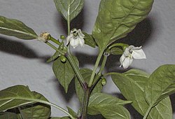 Bluets