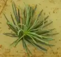Cedar Needles