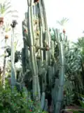 Cereus peruvianus (Tribe Cereeae)