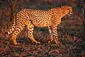 Cheetahs