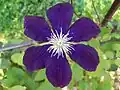 Clematis