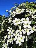 Clematis montana