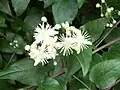 Flowers of Clematis vitalba look different from most other Clematis