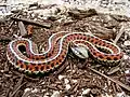 Snake