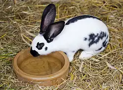 das Kaninchen