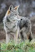 Coyote