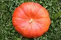 Cucurbita maxima
