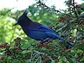 Blue Bird