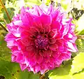 Dahlia