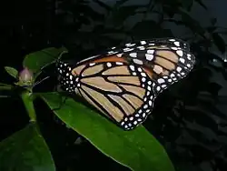 Ventral side of wings
