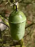 Chrysalis of Monarch