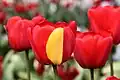 Tulip with Mutation