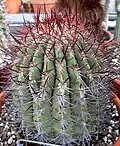 D. rhodacantha (Tribe Trichocereeae)