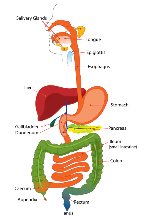 Digestive system