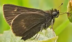 Euphyes vestris (dun skipper) Adult, ventral view of wings.
