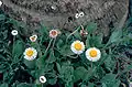 Corpus Christi Fleabane (Erigeron procumbens)