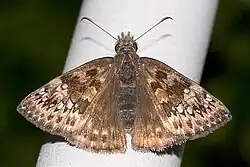 Erynnis horatius (Horace's duskywing) Adult, dorsal view.